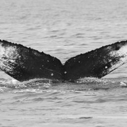 Fluke of SEAK-5483