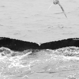 Fluke of BCX1325