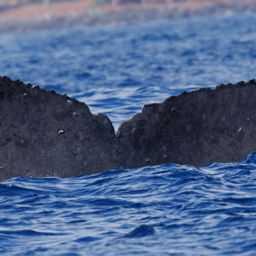 Fluke of BCX0959