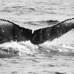 Fluke of CRC-16509