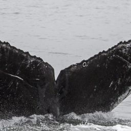 Fluke of CRC-16586