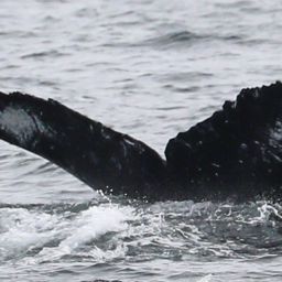 Fluke of CRC-18505