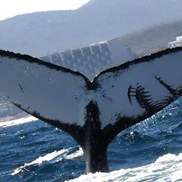 Fluke of MMAPE_BCS_0022