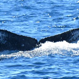 Fluke of MMAPE_BCS_0051