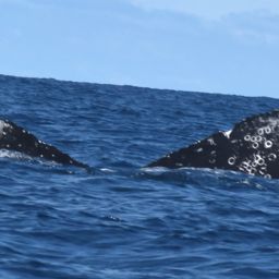 Fluke of MMAPE_Rev_0014