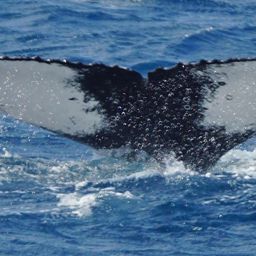 Fluke of SAN SEBASTIAN