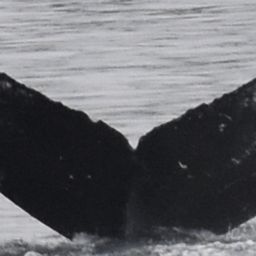 Fluke of HW-MN0401329