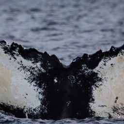 Fluke of Sargasso