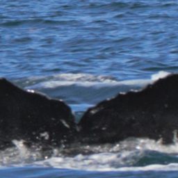 Fluke of Scarp