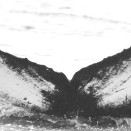 Fluke of CRC-15455
