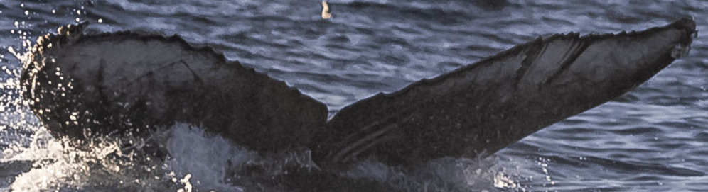 Fluke of CRC-19770