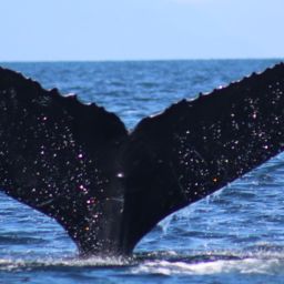 Fluke of Arial