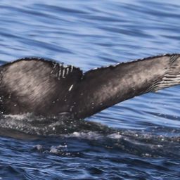 Fluke of 2020-2021 calf of FIBB-5BB688