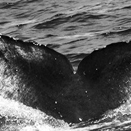 Fluke of CRC-15604