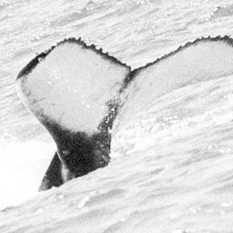Fluke of WA0061