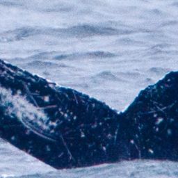 Fluke of Ichthus