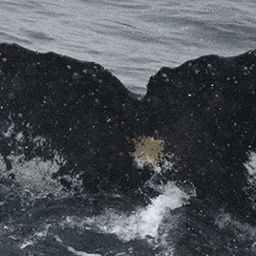 Fluke of HW-MN1303607