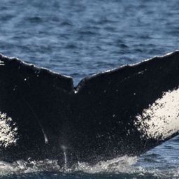 Fluke of Lacuna