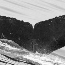 Fluke of Rio