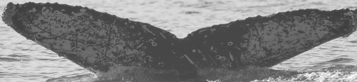 Fluke of CRC-12391