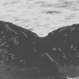 Fluke of CRC-12391