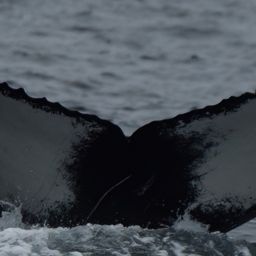 Fluke of HW-MN0102590