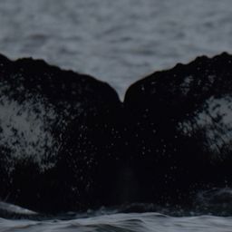 Fluke of HW-MN0102591