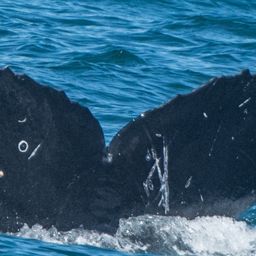 Fluke of CRC-17146