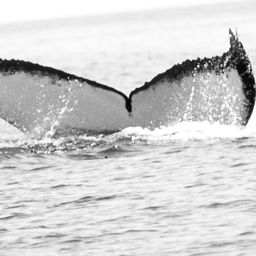 Fluke of WA3722