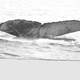 Fluke of WA0162