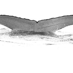 Fluke of WA0175