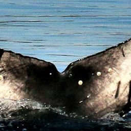 Fluke of Hecate calf 2021