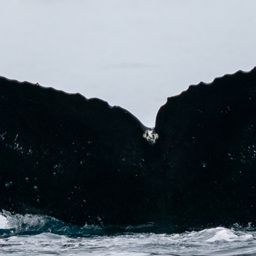 Fluke of HW-MN1303619