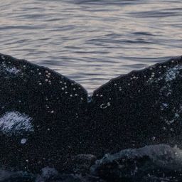 Fluke of HW-MN1303625