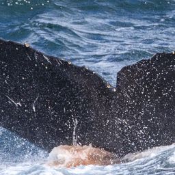 Fluke of HW-MN1303638