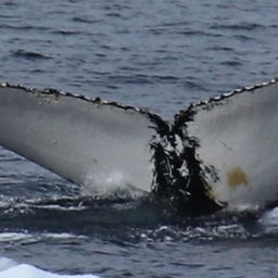 Fluke of HW-MN1303648