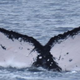 Fluke of HW-MN0400380
