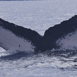 Fluke of HW-MN0400382