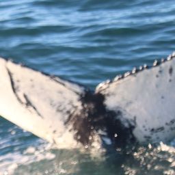 Fluke of HW-MN0102601
