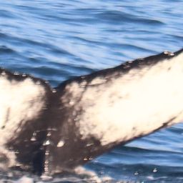 Fluke of HW-MN0102602