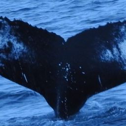 Fluke of HW-MN0102610