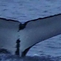 Fluke of HW-MN0102627