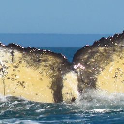 Fluke of HW-MN0800624