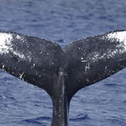 Fluke of HW-MN0443486