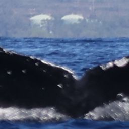 Fluke of HW-MN0443490