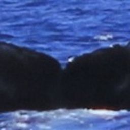 Fluke of HW-MN0443491
