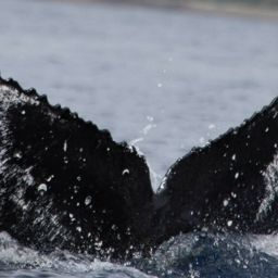 Fluke of HW-MN0443498