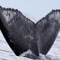 Fluke of HW-MN0443500