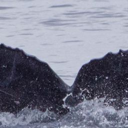 Fluke of HW-MN0443501