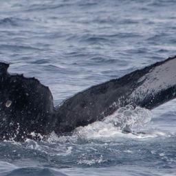 Fluke of HW-MN0443502